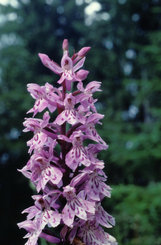 Orchidee in una villa vicino a Piediluco (Terni)